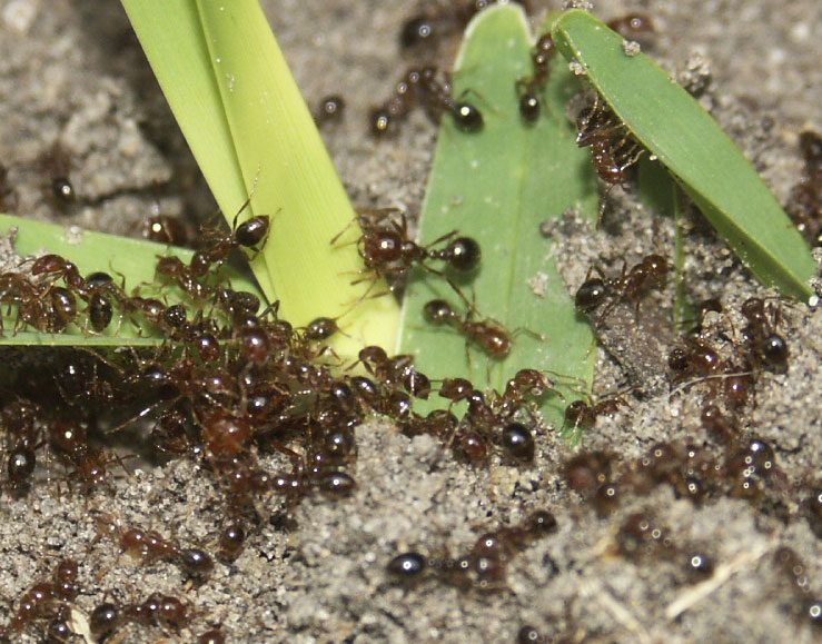 Control pesky Fire Ants with our Tier 3 Lawn Care Plan.
